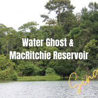 Water Ghost of MacRitchie Reservoir